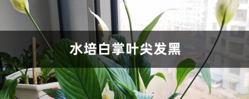 水培白掌叶尖发黑的原因