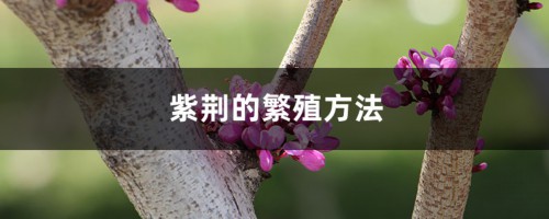 紫荆的繁殖方法