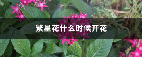 繁星花什么时候开花